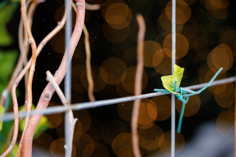 Close-up of a vine with twisting stems and a small yellow-green leaf attached to a wire fence. The background features circles of warm, blurred light, creating a bokeh effect.