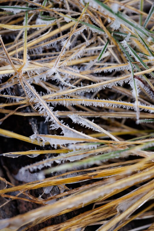 Close-up of frosted grass blades, showing ice crystals delicately coating the yellow and green strands. The intricate frost details create a spiky texture against the natural backdrop.