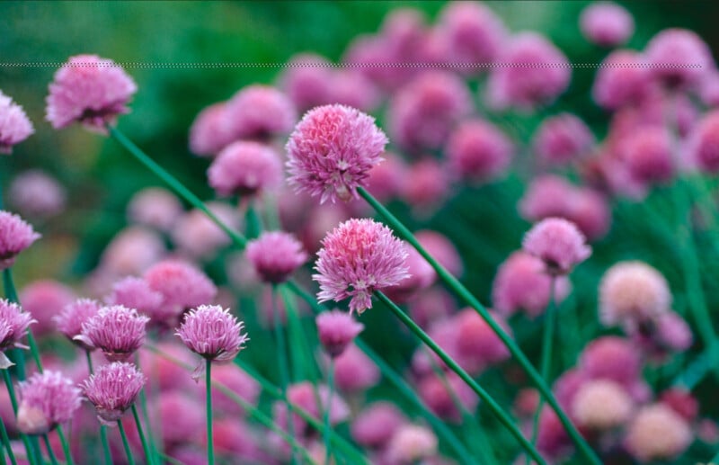 A field of vibrant pink chive flowers with long green stems, filling the image with lush greenery and clusters of delicate, round blossoms in full bloom.