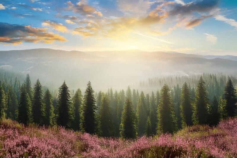 A scenic view of a pine forest at sunrise, with mist hovering over the trees and mountains in the background. The foreground is dotted with purple heather, under a sky filled with scattered clouds.