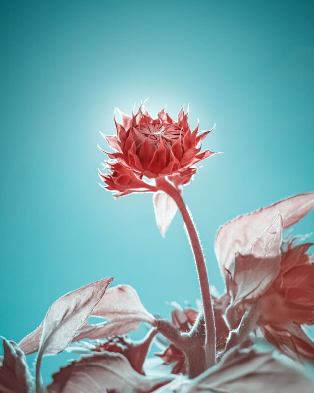 A close-up of a red-orange flower against a bright turquoise sky. The petals are illuminated by sunlight, giving them a glowing appearance. The flower stands tall, surrounded by leaves, creating a vibrant, surreal scene.