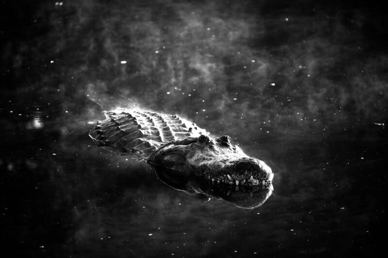 A black and white image of a crocodile partially submerged in water, with its textured back and teeth visible. The water around it has a misty or foggy appearance, creating an eerie atmosphere.