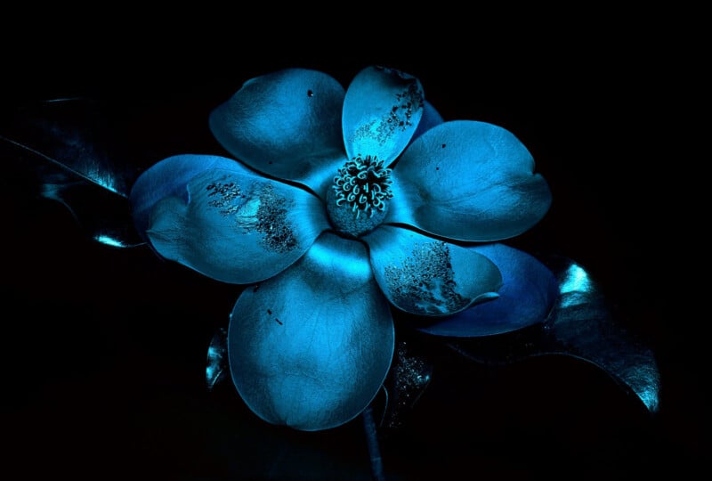 A glowing blue flower with intricate petals and a detailed center is set against a dark background, creating a striking contrast. The surrounding leaves add to the luminous effect.