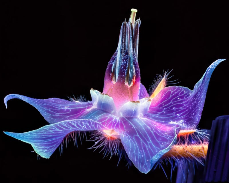 Close-up of a vibrant, glowing flower with translucent petals in shades of blue and purple, set against a dark background. The central stalk and stamens are prominent, with fine hair-like fibers visible on the petals and stems.