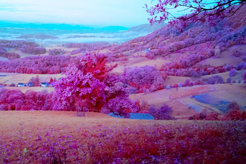 A vibrant landscape with a prominent pink tree in the foreground. Rolling hills covered with pink and purple foliage stretch into the distance under a pale blue sky. Small houses are scattered throughout the scene.