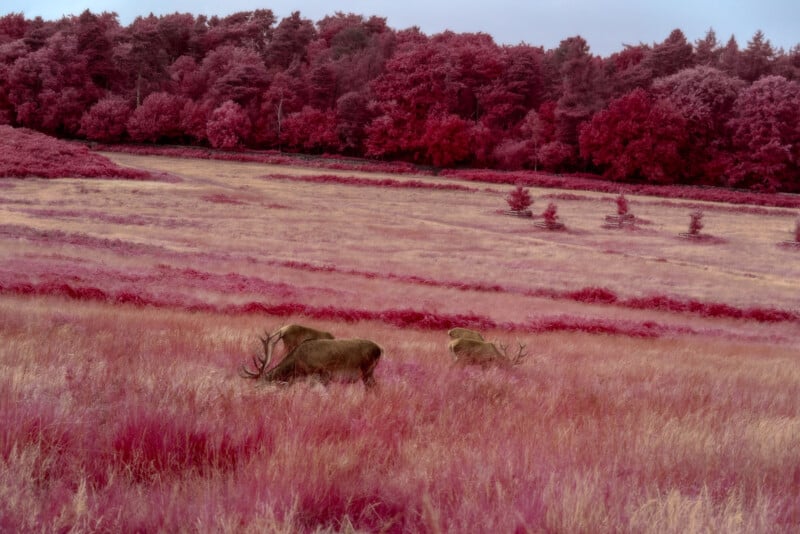 A surreal landscape with pink grass and trees features three deer with large antlers grazing in a field. The sky is light blue, contrasting with the vibrant colors of the scene.