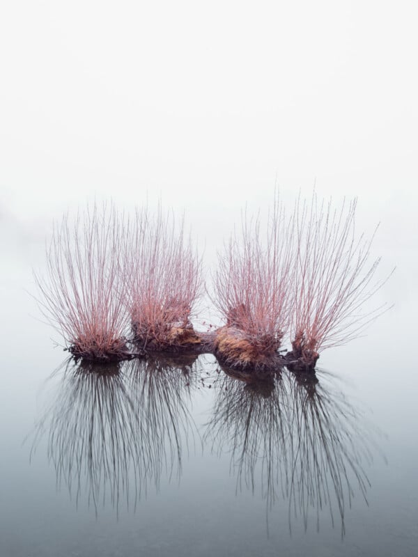 Four clusters of bare, thin branches emerge from the still, reflective water, creating a serene and minimalist scene. A foggy, light gray sky adds a calm atmosphere to the image.