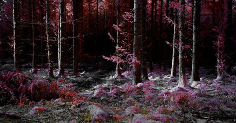 A mystical forest scene with trees bathed in red and purple hues. The ground is covered in moss and foliage, creating an ethereal atmosphere. Light filters through the dense canopy, illuminating parts of the forest floor.