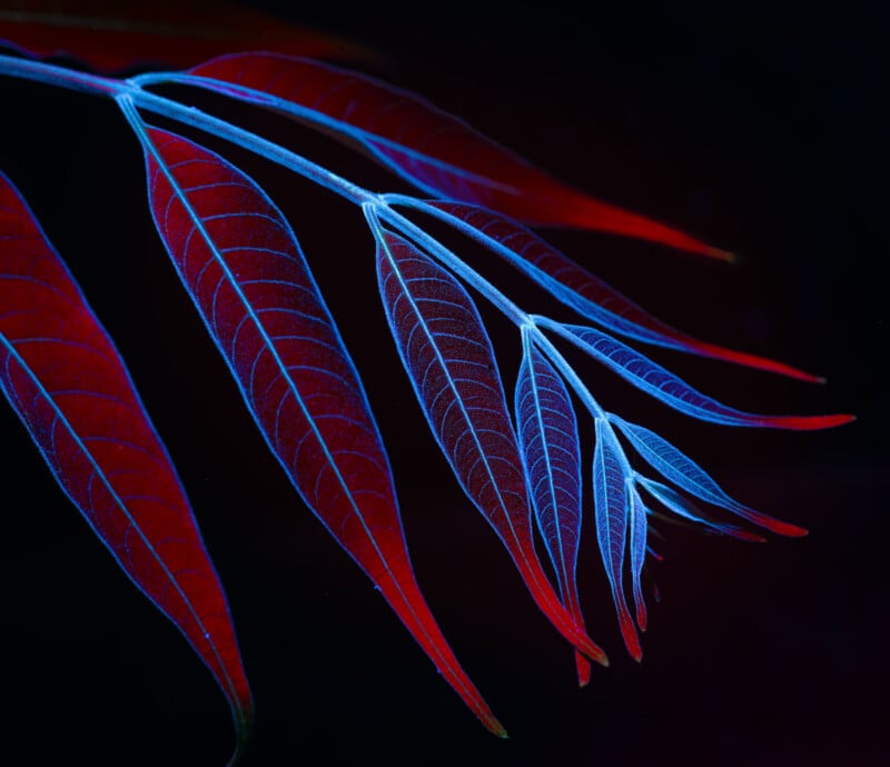 A series of elongated leaves in vibrant red and blue hues set against a dark background, highlighting the veins and edges in a striking contrast, creating a fluid, almost ethereal appearance.