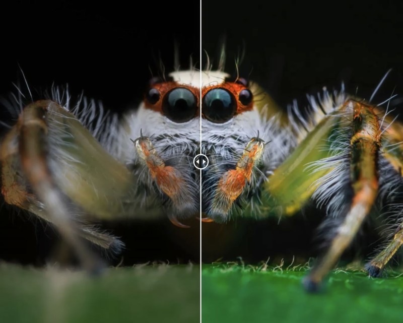 Example of a preset being applied to a photo of a spider