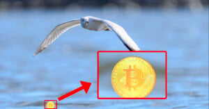 A seagull flies over a body of water with its wings spread wide. An enlarged inset shows a gold Bitcoin symbol highlighted in the center, indicated by a red arrow from a smaller coin image in the bottom left corner.