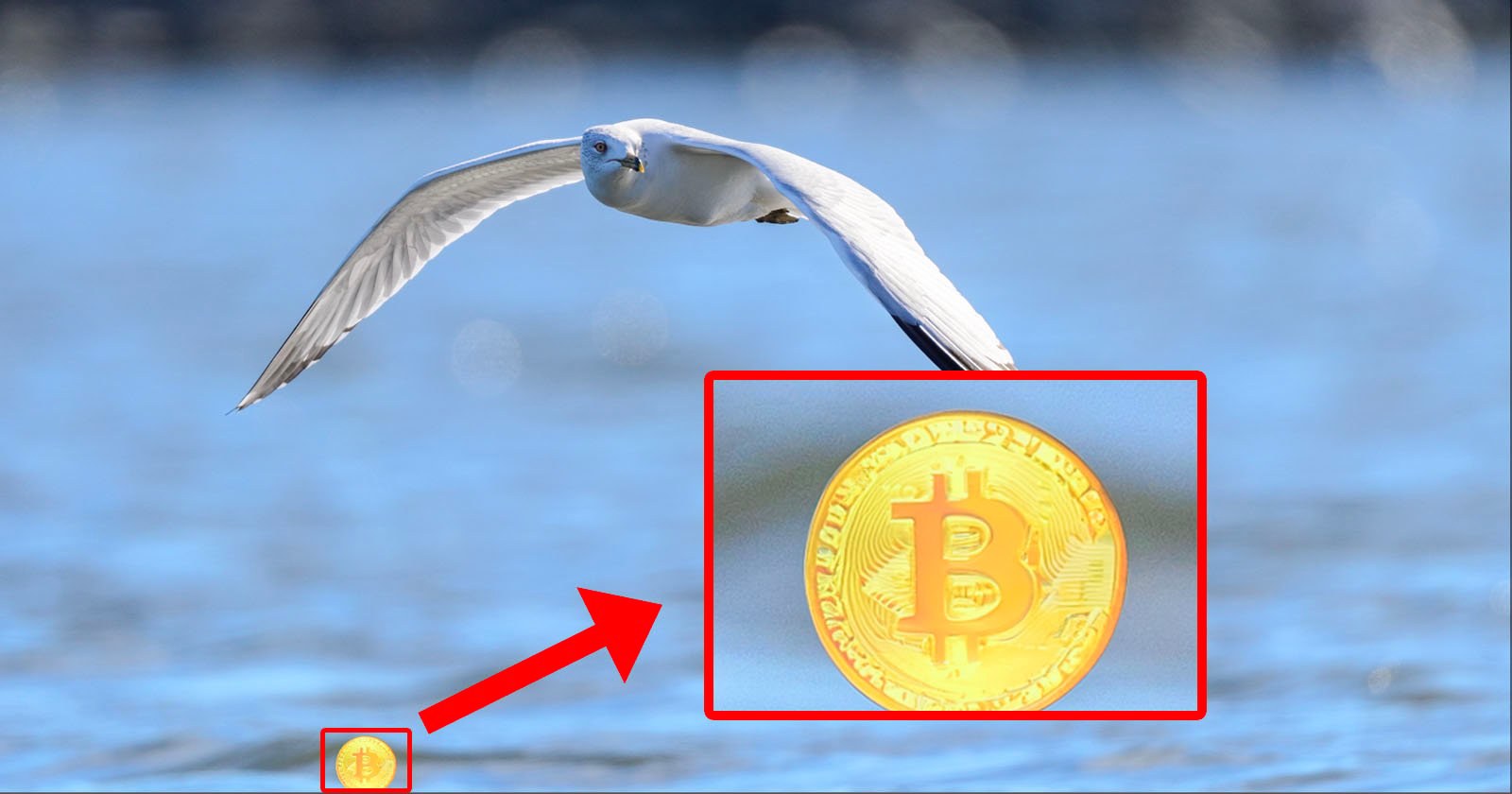 A seagull flies over a body of water with its wings spread wide. An enlarged inset shows a gold Bitcoin symbol highlighted in the center, indicated by a red arrow from a smaller coin image in the bottom left corner.