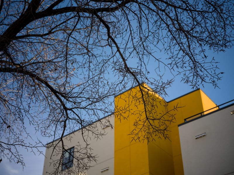 A bare tree branches out against a clear blue sky, framing a modern building with yellow and white geometric sections. The sun casts shadows, highlighting the contrast between the natural and architectural elements.