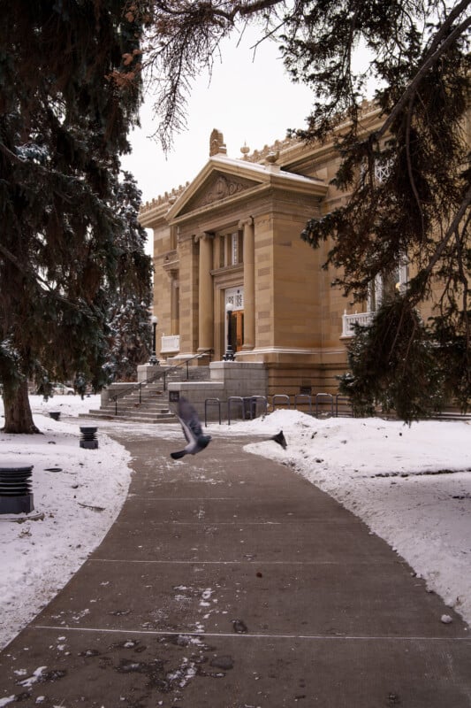 A historic building with columns stands amidst snow-covered grounds. A pigeon is flying near the pathway leading to the entrance. Evergreen trees frame the scene, adding a touch of greenery to the wintry setting.