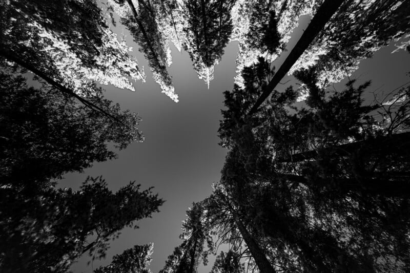 A black and white photo taken from the ground, looking up at tall trees with a clear sky in the center. The trees create a circular frame around the sky, highlighting their towering presence and intricate branch patterns.