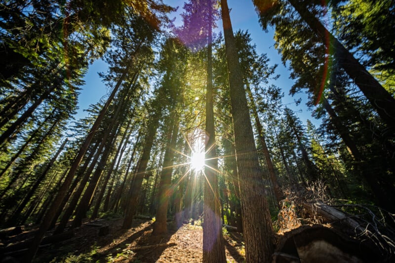 Sunlight filters through tall, dense pine trees in a forest. The sun creates a starburst effect, casting long shadows on the forest floor covered with leaves and branches. The sky is clear and blue.