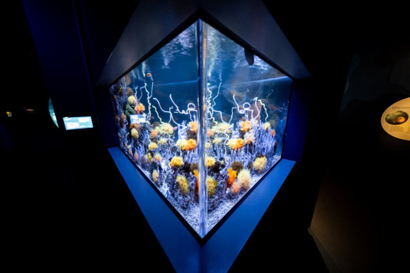 A dimly lit aquarium exhibit showcases vibrant corals and marine life in a glass hexagonal tank. The colorful corals and dark background create an illuminated and striking visual contrast.