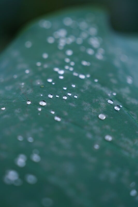 Close-up of a large green leaf with scattered water droplets. The droplets create a shimmering pattern across the leaf's surface, and the background is softly blurred, emphasizing the texture and freshness of the leaf.