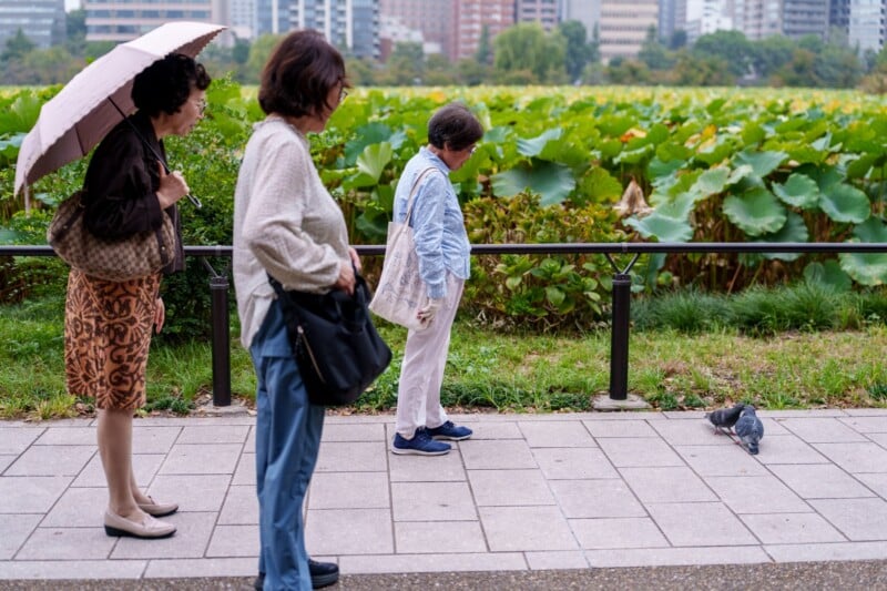 Three women stand on a sidewalk near a lush pond filled with lotus plants. One woman holds an umbrella. They appear to be observing a pigeon on the ground. City buildings are visible in the background.