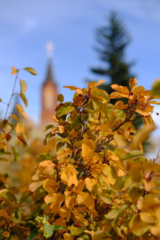 Close-up of branches with vibrant yellow leaves in the foreground, set against a blurred background featuring a tall, pointed structure with a cross on top, resembling a church steeple. A coniferous tree is also visible.