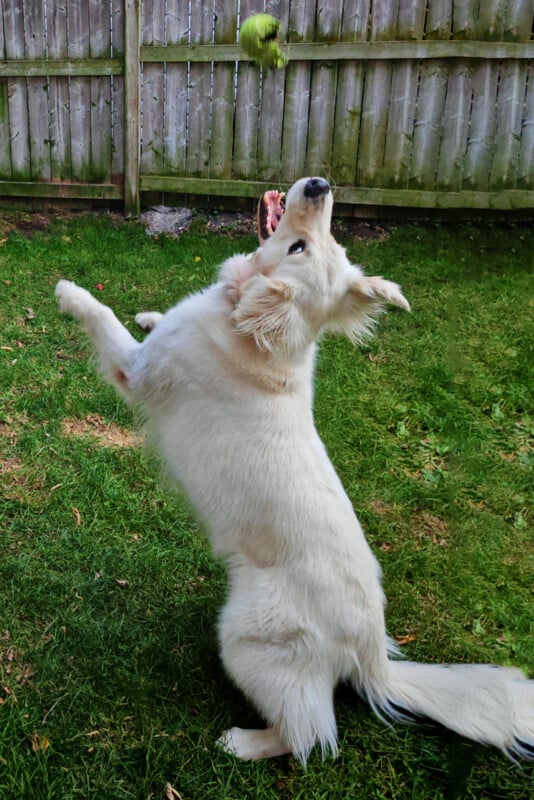 A fluffy white dog is playfully jumping in the air to catch a green tennis ball against a grassy backyard with a wooden fence in the background.