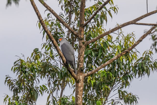 Photographer Captures First-Ever Image of Bird of Prey 'Lost' for 55 Years 