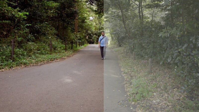 A man walks down a path in a wooded area, surrounded by dense green foliage. The image is divided; the left side appears vibrant, while the right side is desaturated, creating a stark contrast between the two halves.