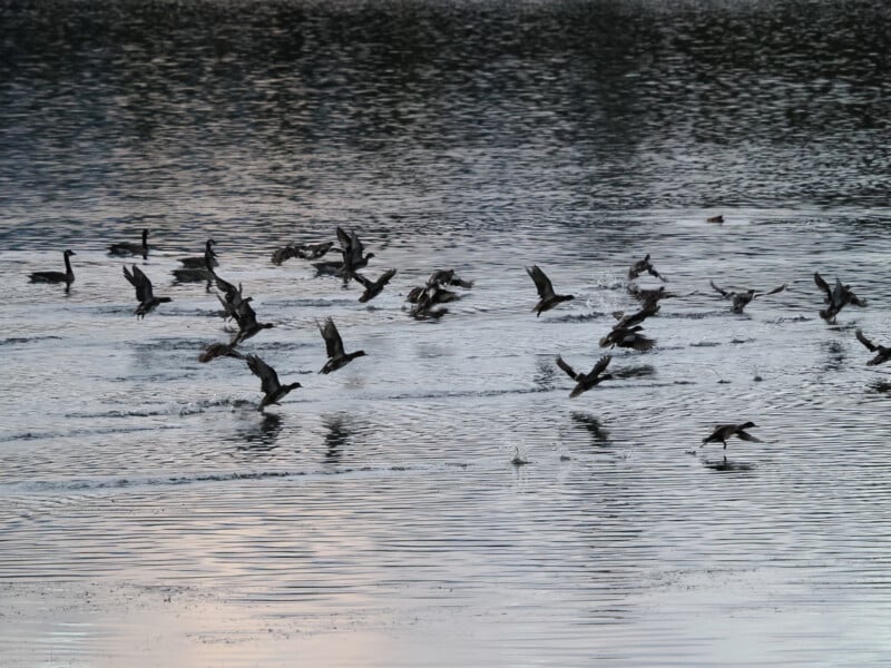 A flock of birds takes flight over a shimmering body of water. The surface reflects the sky, creating a serene and dynamic scene as the birds' wings catch the light. The image captures movement and tranquility in nature.