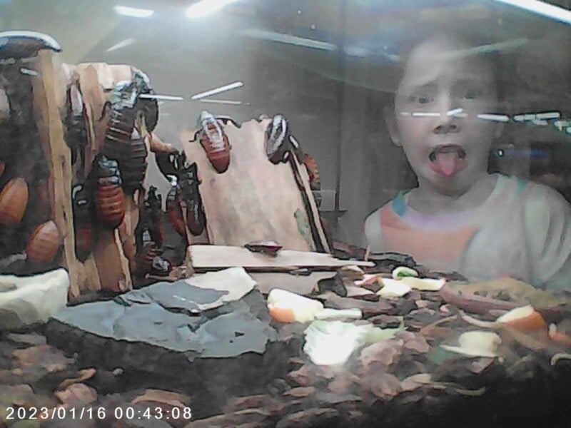 A child playfully sticks out their tongue while looking at a glass enclosure housing numerous large insects on pieces of wood. The image is timestamped 2023/01/16 00:43:08.