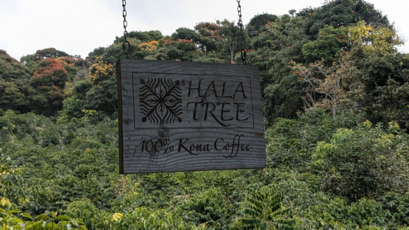 A wooden sign with "Hala Tree 100% Kona Coffee" hangs in front of lush green foliage and trees. The background is filled with dense vegetation, showcasing vibrant greenery.