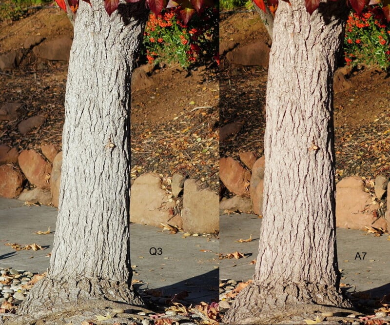 Two tree trunks shown side by side, labeled "Q3" on the left and "A7" on the right, each with distinct bark coloration. Both are set against a sunny, natural backdrop with stone and dirt.