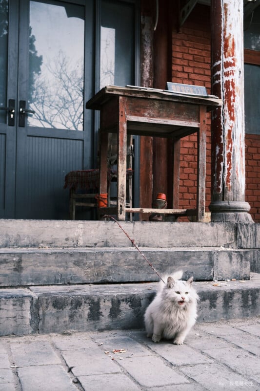 A fluffy white cat on a leash sits on stone steps in front of a rustic wooden table. The background features a brick wall with a closed door and large windows, flanked by weathered wooden pillars.